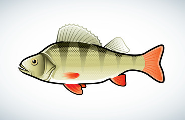 Vector illustration of a perch isolated on white