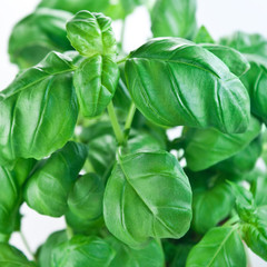 Basilikum