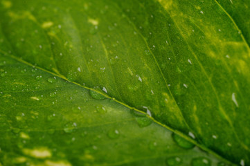 Texture of a wet green leaf as background