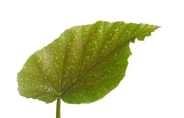 part of a wet green leaf isolated over white background