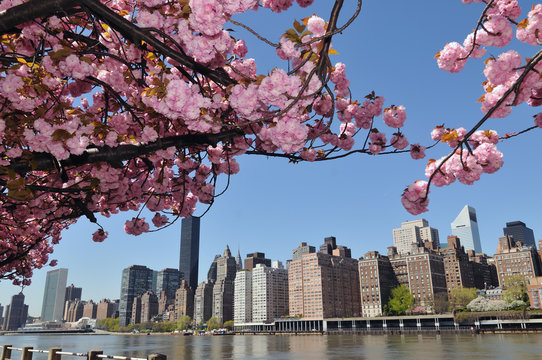 Fototapeta New York City Skyline & Cherry blossoms.