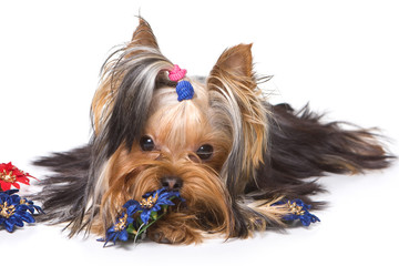 Yorkshire terrier puppy on white