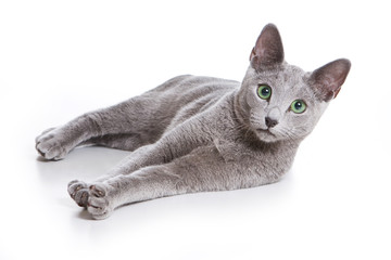 Russian Blue cat on white