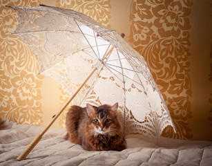 Rudy somali cat portrait on vintage background