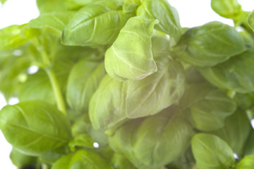 basilicum