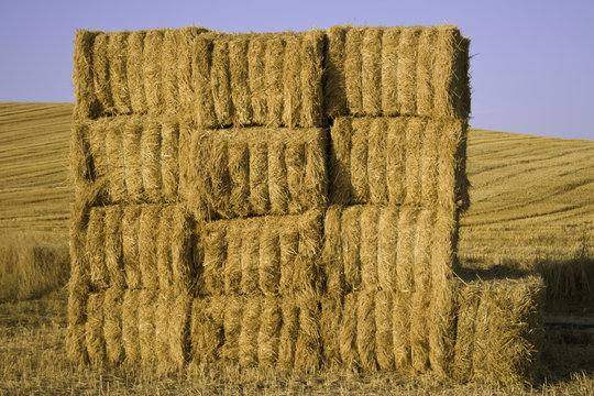 Balas cuadradas de paja apiladas en el campo