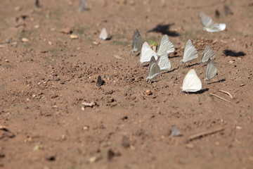 The Common Albatross/Appias albina