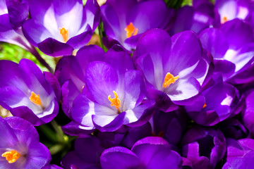 Purple crocus in spring sunshine