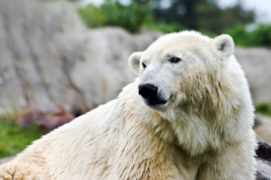 Polarbear - Ursus maritimus