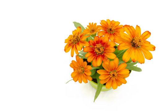 Bouquet de belles fleurs oragnes sur fond blanc