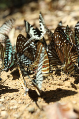 Close up Butterflies, The colorful butterflies in the forest.