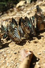 Butterflies, The colorful butterflies in the forest.