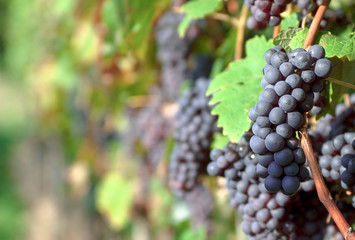 Red bunches of grape in the vineyard