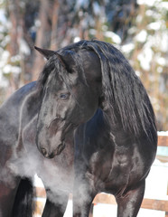 Black kladruber horse