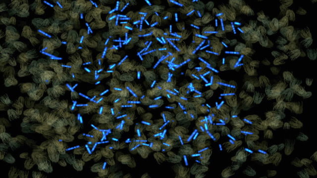 Bacteria