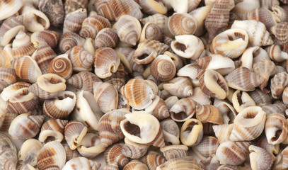 seashell