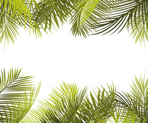Green palm leaves frame