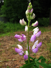 Lupin (Lupinus), family Fabaceae, in the garden