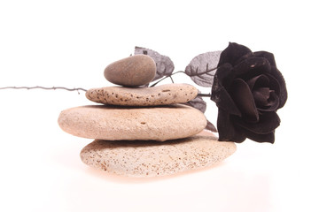 Fototapeta na wymiar Black rose on a pile of stones