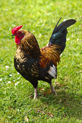 Cock walking on field of grass - vertical