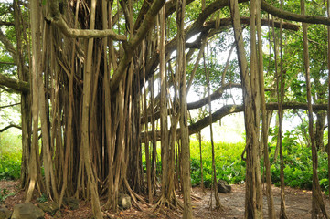 Banyan Tree photos, royalty-free images, graphics, vectors & videos