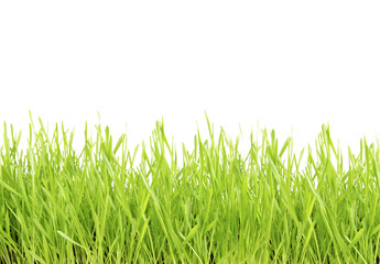 Fototapeta premium lawn
