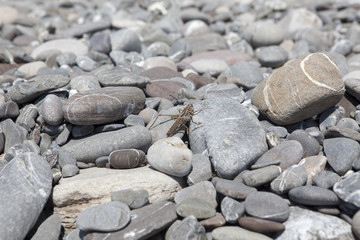 grasshopper on the stones