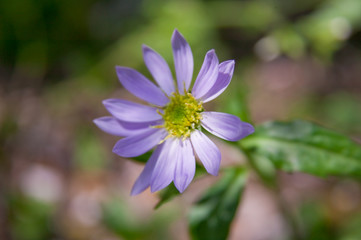 Obraz premium fiower_073