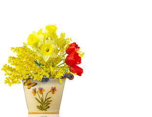mimosa con i tulipani e narcisi