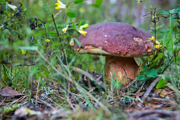 Brown cap mushroom in the forest