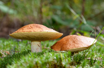 Two mushrooms in the moss
