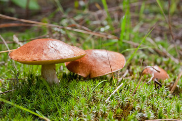 Three mushrooms in the moss