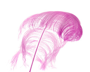 natural ostrich feather dyed lilac, isolated on white