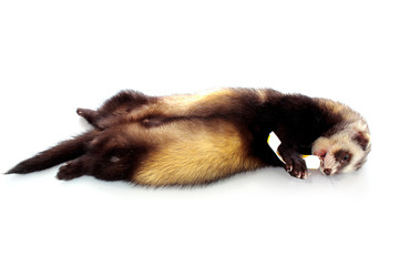 Ferret eating some tube isolated on white