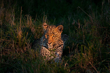 african leopard