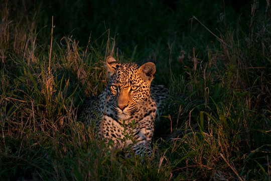 Fototapeta african leopard