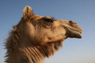 Papier Peint photo Lavable moyen-Orient Dubai and Abu Dhabi UAE Desert Camel