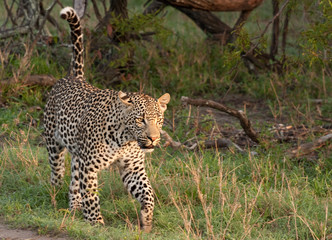 african leopard