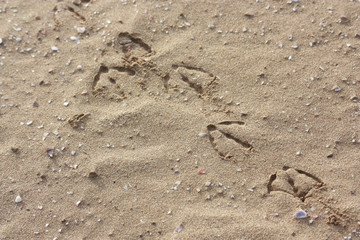 seagul's footprint on sand