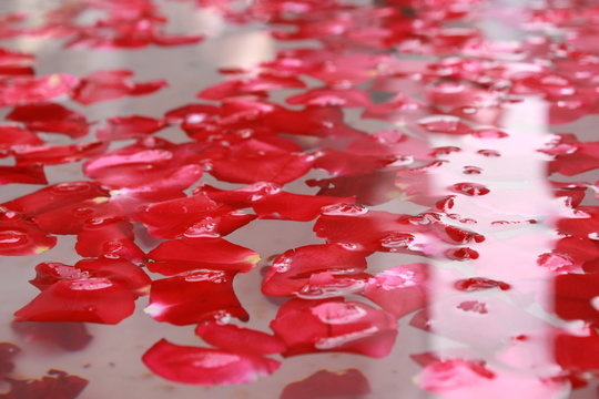 Rose Petals In Water