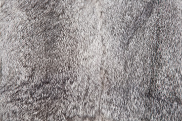 rabbit fur