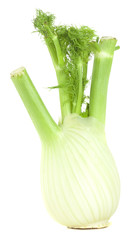 Fennel isolated on white background