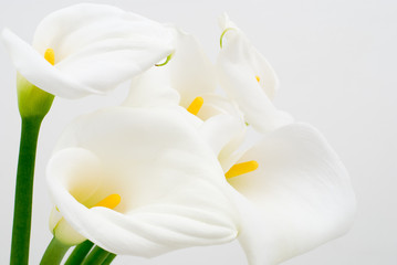 Obraz na płótnie Canvas Kwiat koloru białego