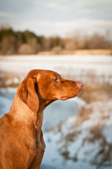 Vizsla (Hungarian pointer) Dog in Profile