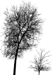 Fototapeta na wymiar Silhouettes of trees without leaves vector