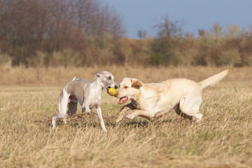 Fototapeta premium zwei hübsche, spielende Hunde