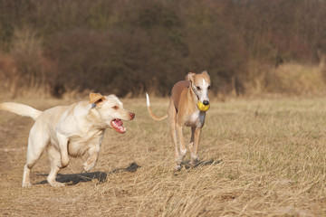 Zwei Hunde spielen