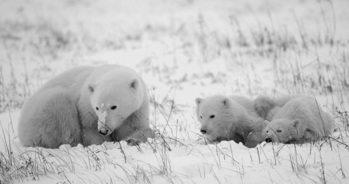 Polar She-bear with two bea.