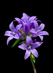 Obraz premium Blue flowers (Campanula cephalotes) 1