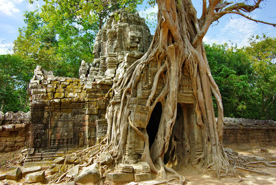 Huge roots of tropical tree  on the temple near Angkor wat